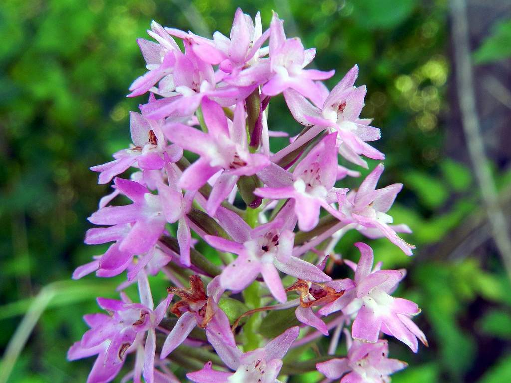 Anacamptis pyramidalis